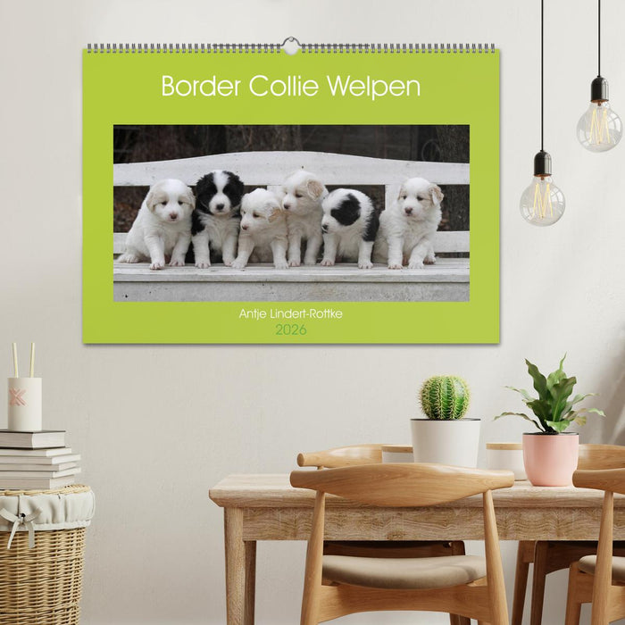 Border Collie Welpen (CALVENDO Wandkalender 2026)