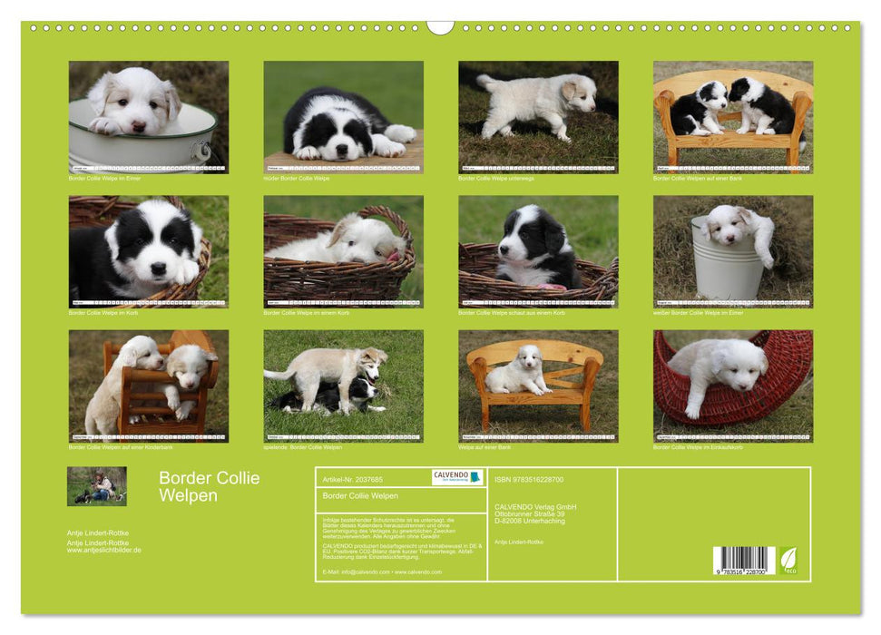 Border Collie Welpen (CALVENDO Wandkalender 2026)