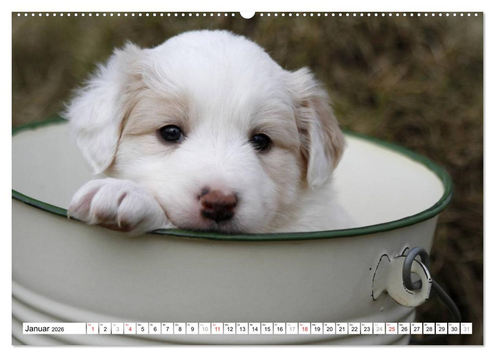 Border Collie Welpen (CALVENDO Wandkalender 2026)