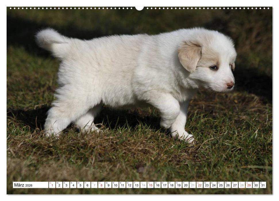 Border Collie Welpen (CALVENDO Wandkalender 2026)