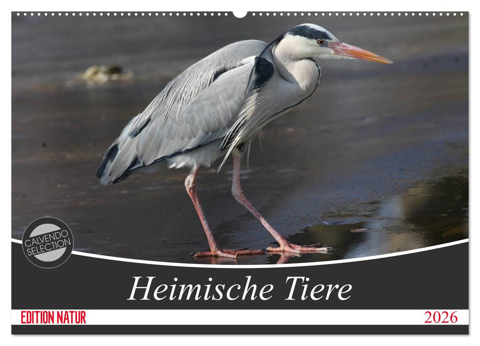Heimische Tiere (CALVENDO Wandkalender 2026)