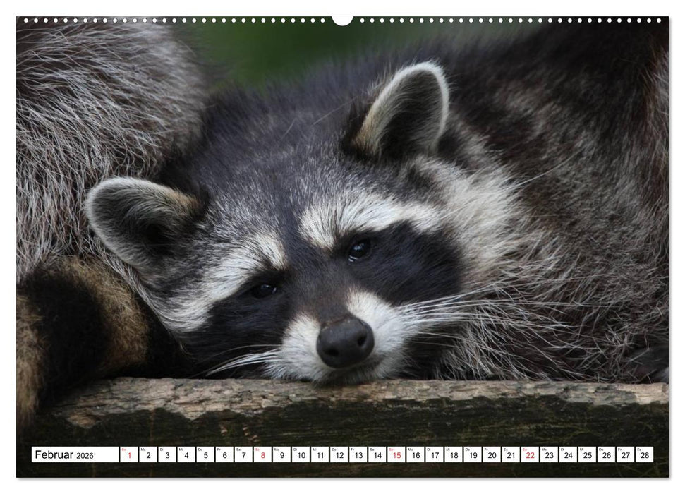 Heimische Tiere (CALVENDO Wandkalender 2026)