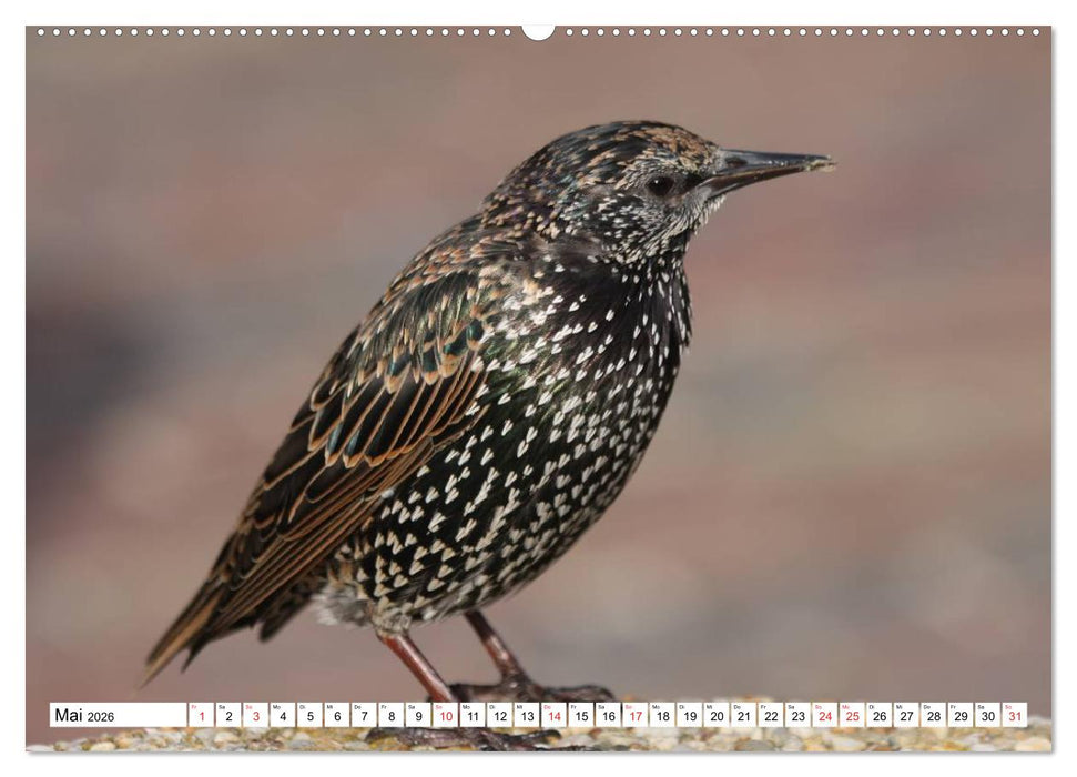 Heimische Tiere (CALVENDO Wandkalender 2026)