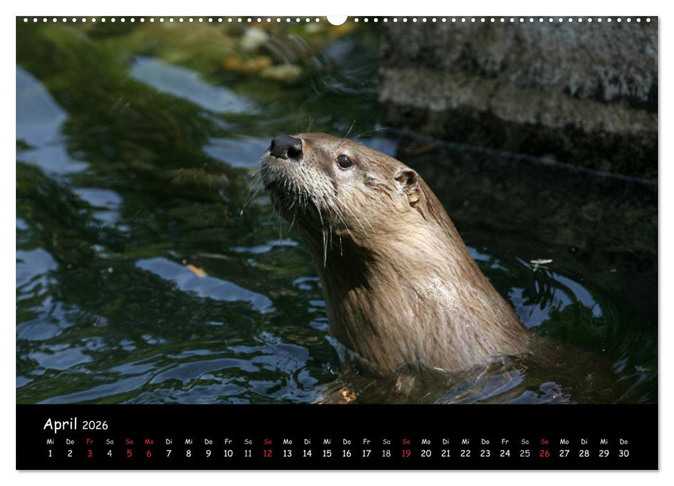 Putzige Fischjäger (CALVENDO Wandkalender 2026)