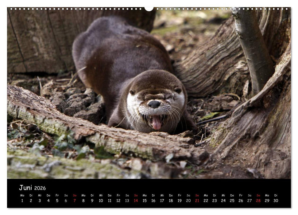 Putzige Fischjäger (CALVENDO Wandkalender 2026)