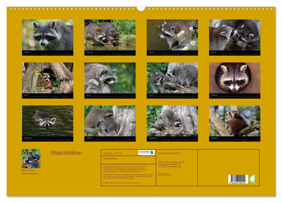 Waschbären (CALVENDO Wandkalender 2026)