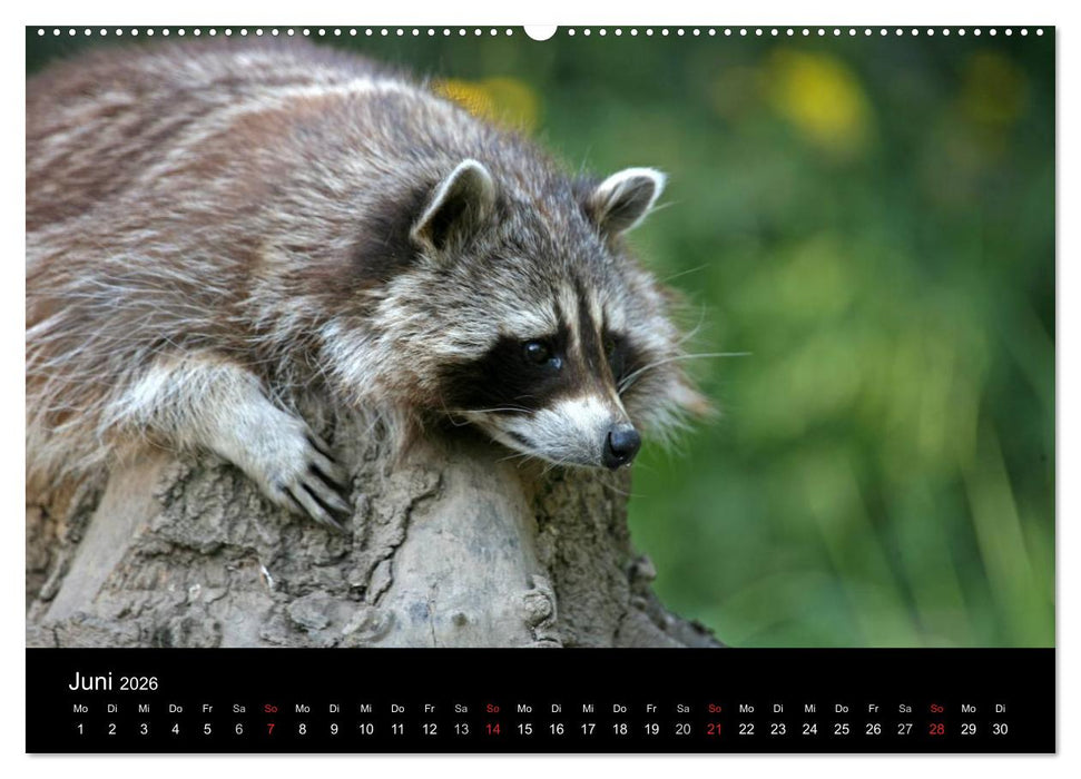 Waschbären (CALVENDO Wandkalender 2026)