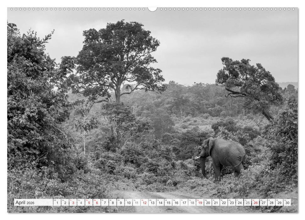 Emotionale Momente: Elefanten in black & white (CALVENDO Wandkalender 2026)