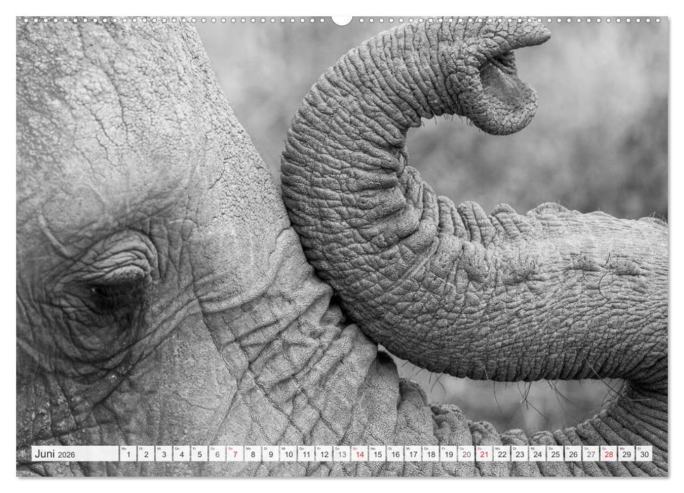Emotionale Momente: Elefanten in black & white (CALVENDO Wandkalender 2026)
