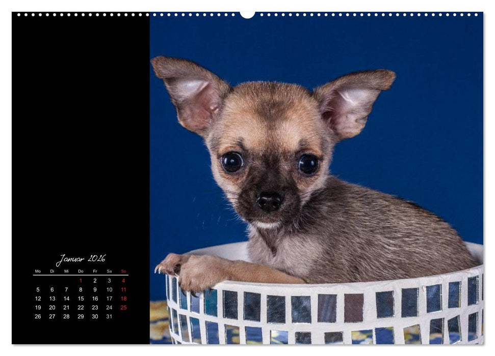 Chihuahua Welpen und Freunde (CALVENDO Wandkalender 2026)