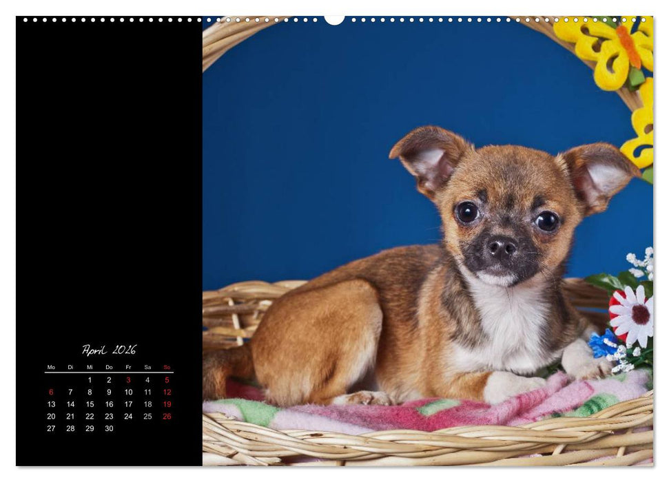 Chihuahua Welpen und Freunde (CALVENDO Wandkalender 2026)