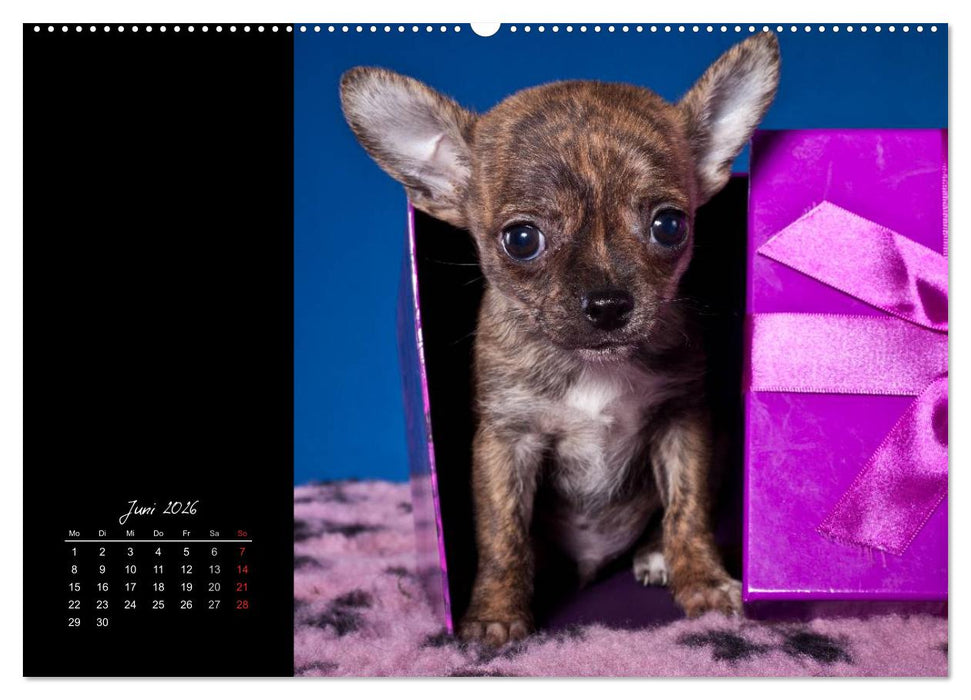 Chihuahua Welpen und Freunde (CALVENDO Wandkalender 2026)
