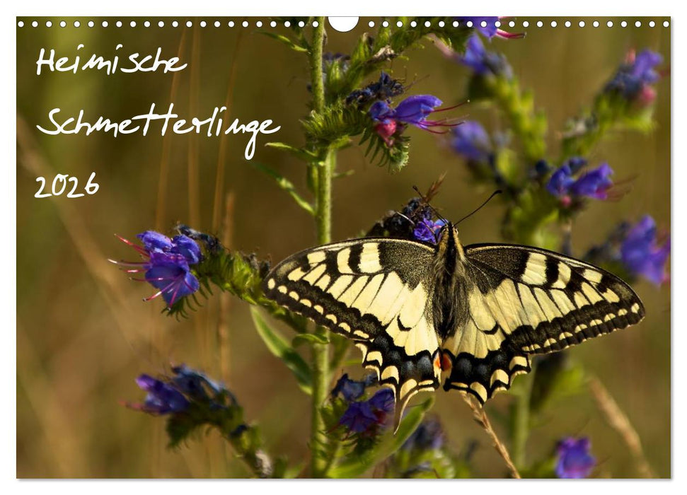 Heimische Schmetterlinge (CALVENDO Wandkalender 2026)