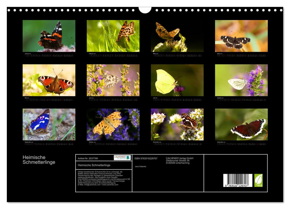 Heimische Schmetterlinge (CALVENDO Wandkalender 2026)