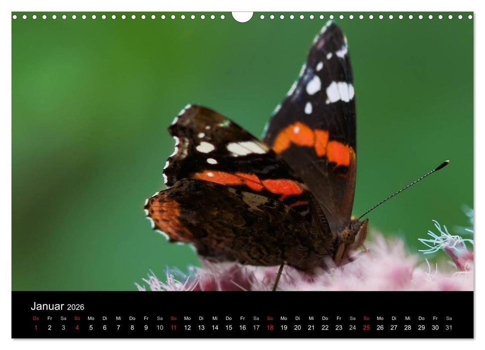 Heimische Schmetterlinge (CALVENDO Wandkalender 2026)