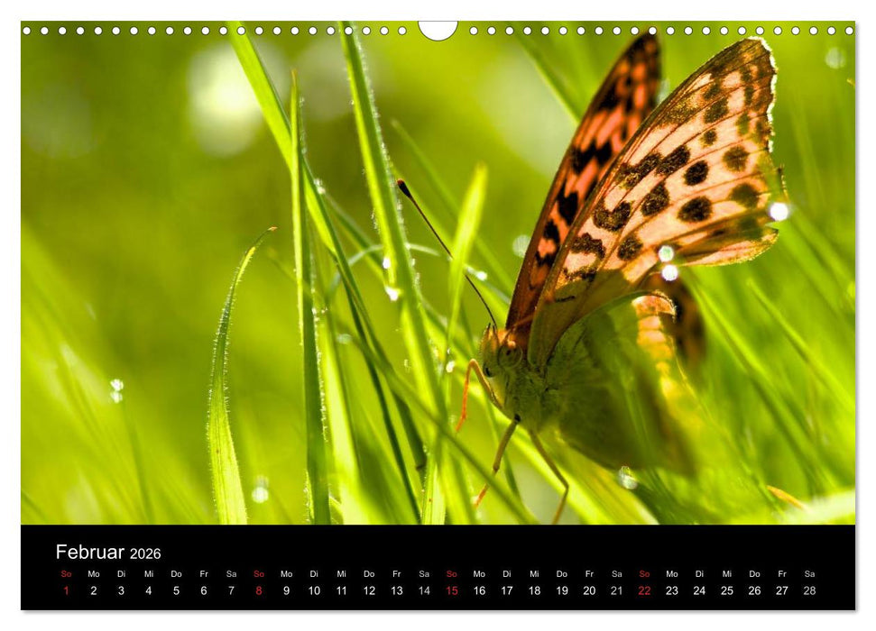 Heimische Schmetterlinge (CALVENDO Wandkalender 2026)