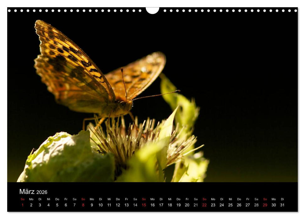 Heimische Schmetterlinge (CALVENDO Wandkalender 2026)
