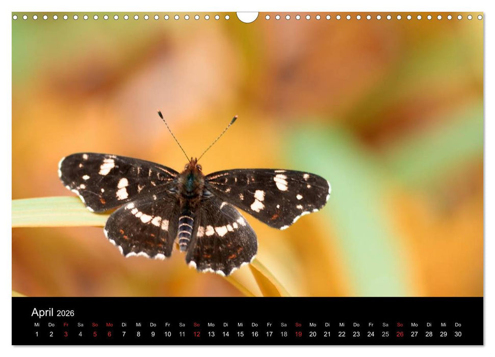 Heimische Schmetterlinge (CALVENDO Wandkalender 2026)