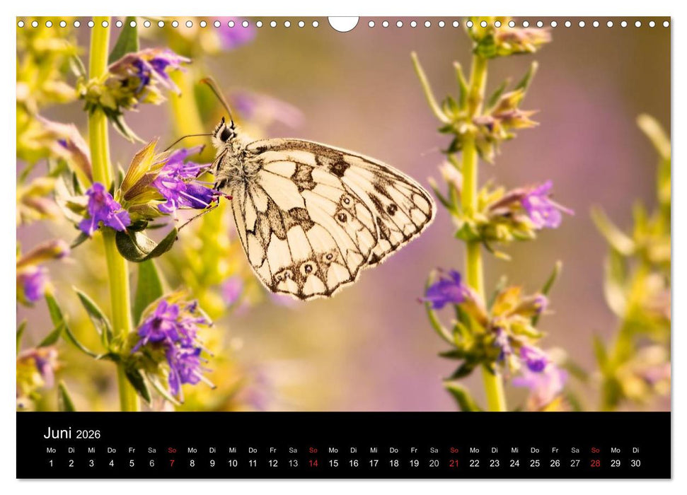 Heimische Schmetterlinge (CALVENDO Wandkalender 2026)