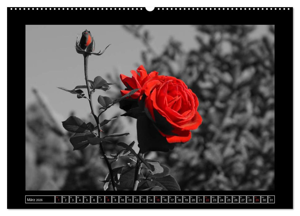 Schwarz-Weiß-Rot (CALVENDO Wandkalender 2026)