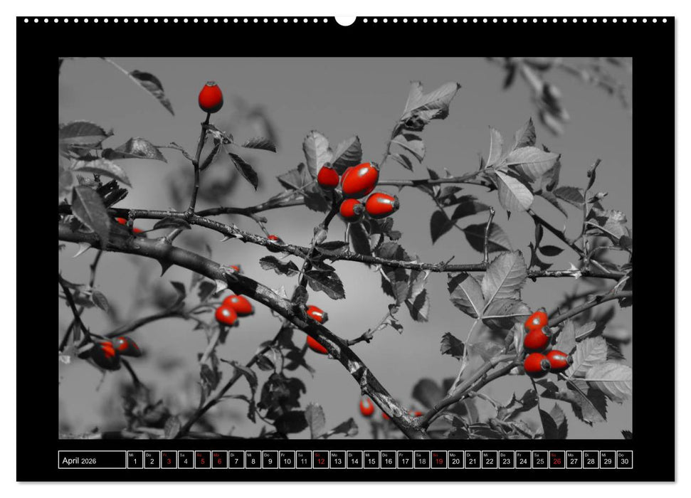 Schwarz-Weiß-Rot (CALVENDO Wandkalender 2026)