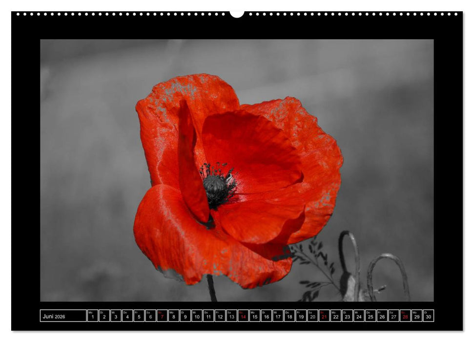 Schwarz-Weiß-Rot (CALVENDO Wandkalender 2026)