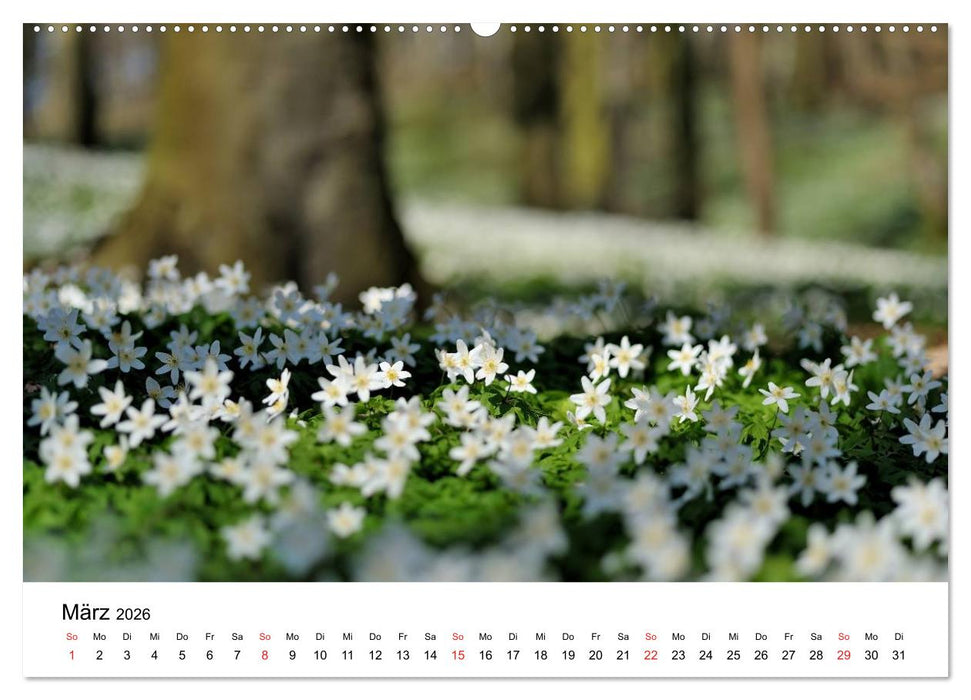 Insel Rügen Impressionen (CALVENDO Premium Wandkalender 2026)