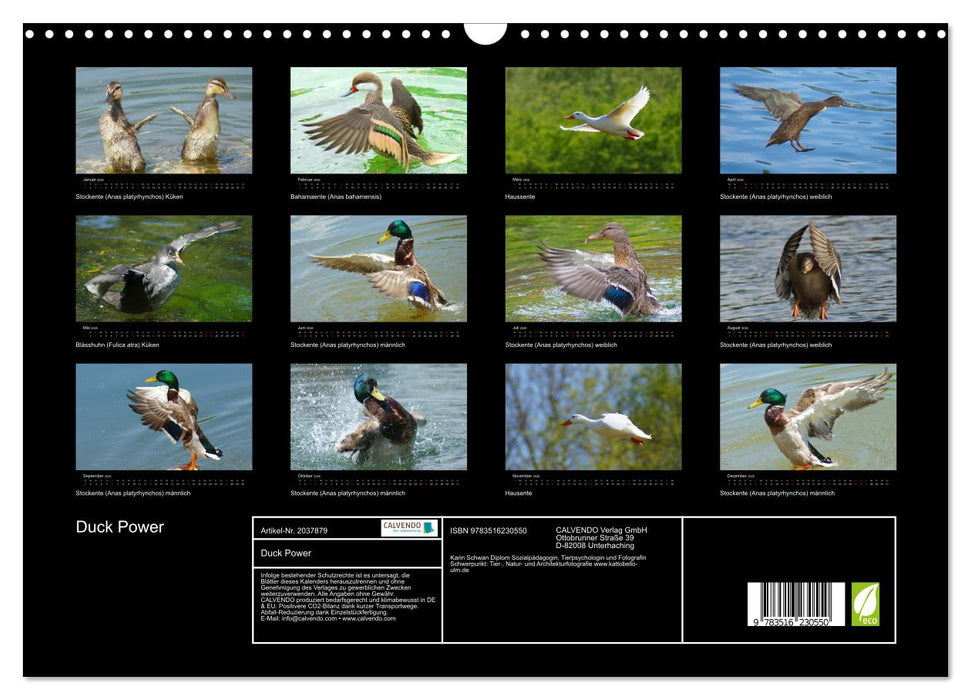 Duck Power (CALVENDO Wandkalender 2026)