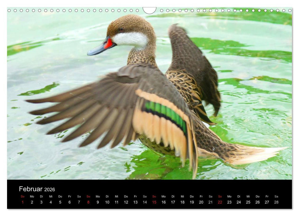Duck Power (CALVENDO Wandkalender 2026)