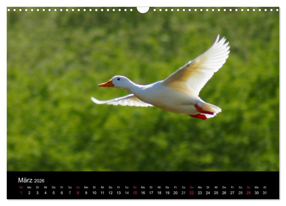 Duck Power (CALVENDO Wandkalender 2026)
