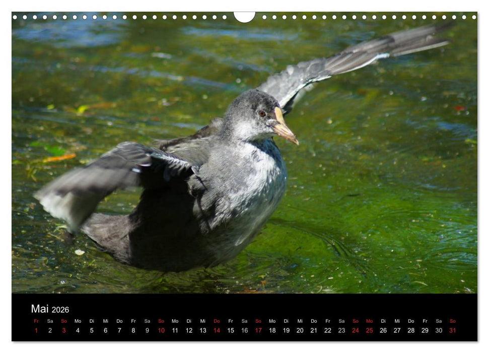 Duck Power (CALVENDO Wandkalender 2026)