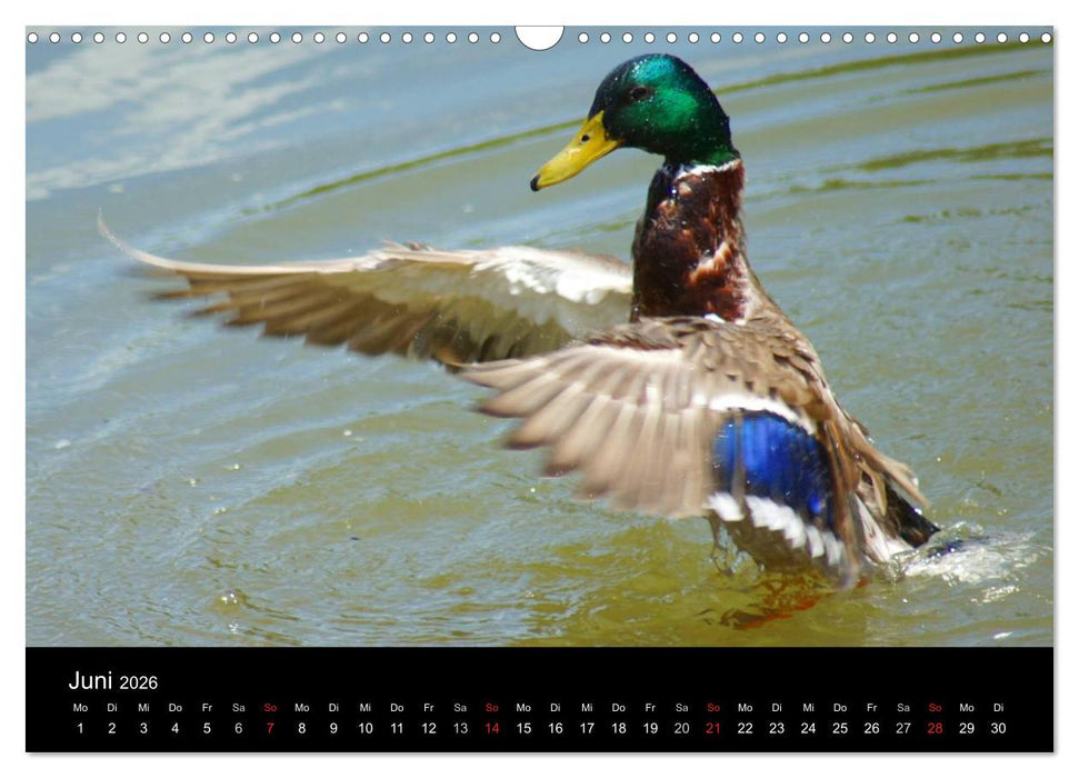 Duck Power (CALVENDO Wandkalender 2026)
