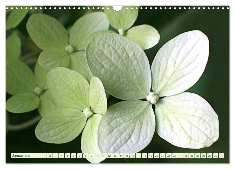 Momente der Stille (CALVENDO Wandkalender 2026)