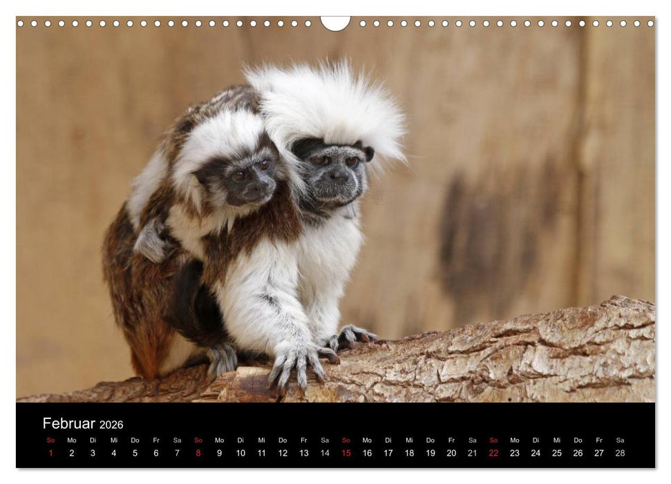Zoo-Kinder (CALVENDO Wandkalender 2026)