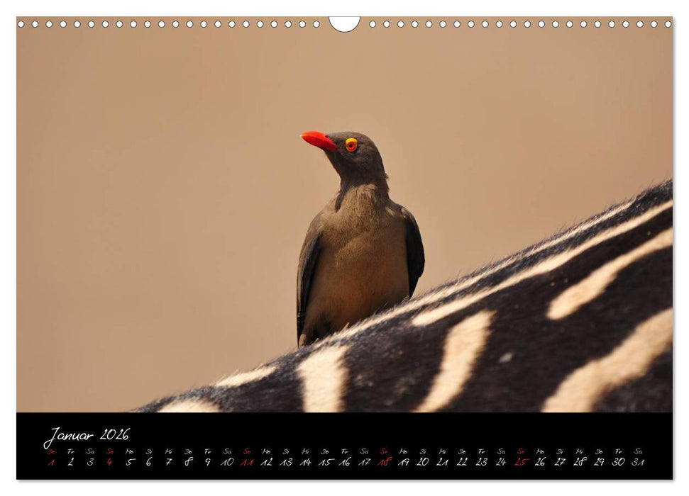 Südafrika (CALVENDO Wandkalender 2026)