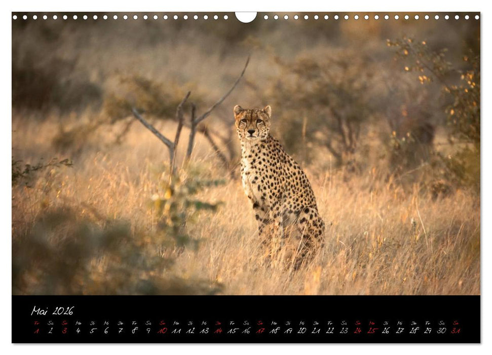 Südafrika (CALVENDO Wandkalender 2026)