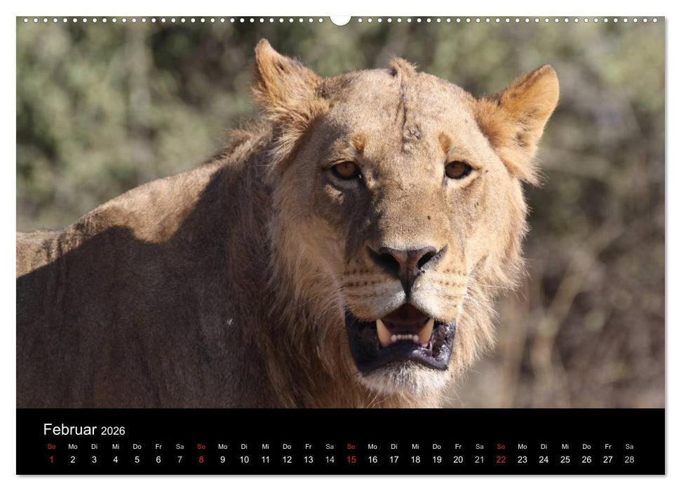 Löwen - Könige der Tiere (CALVENDO Premium Wandkalender 2026)