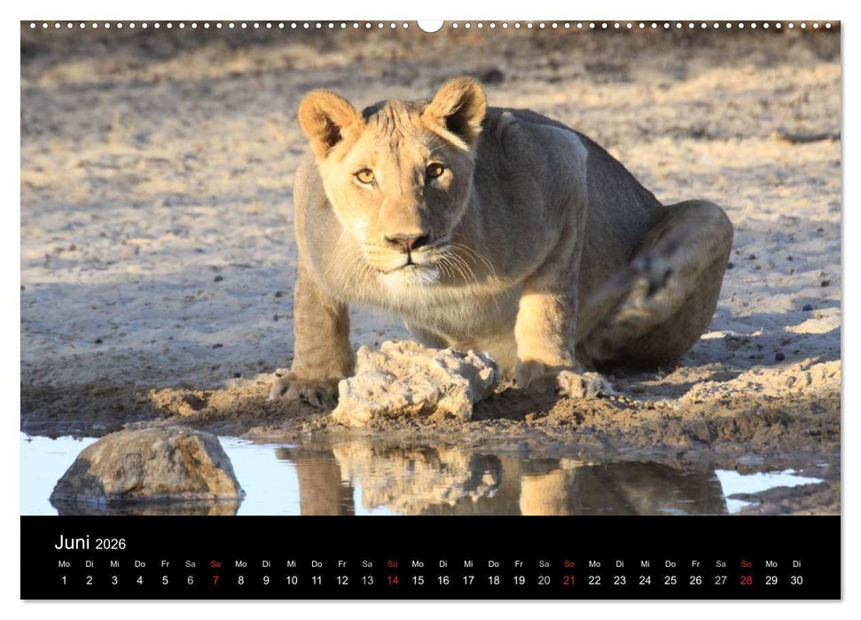 Löwen - Könige der Tiere (CALVENDO Premium Wandkalender 2026)