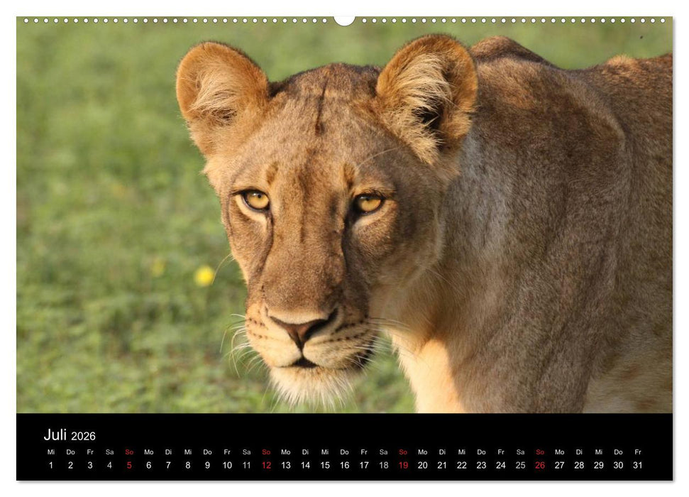Löwen - Könige der Tiere (CALVENDO Premium Wandkalender 2026)