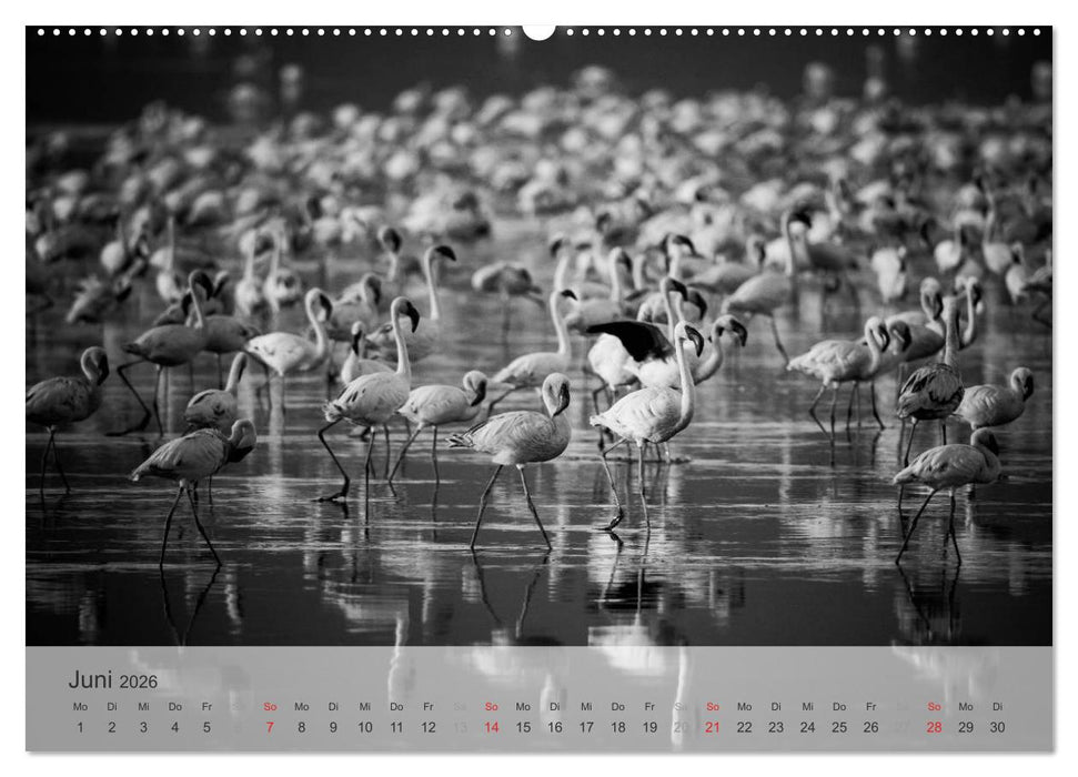 Flamingo Impressionen 2026 (CALVENDO Premium Wandkalender 2026)