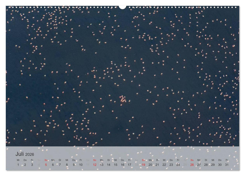 Flamingo Impressionen 2026 (CALVENDO Premium Wandkalender 2026)