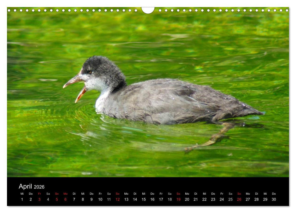 Die Kinderstube der Wasservögel (CALVENDO Wandkalender 2026)