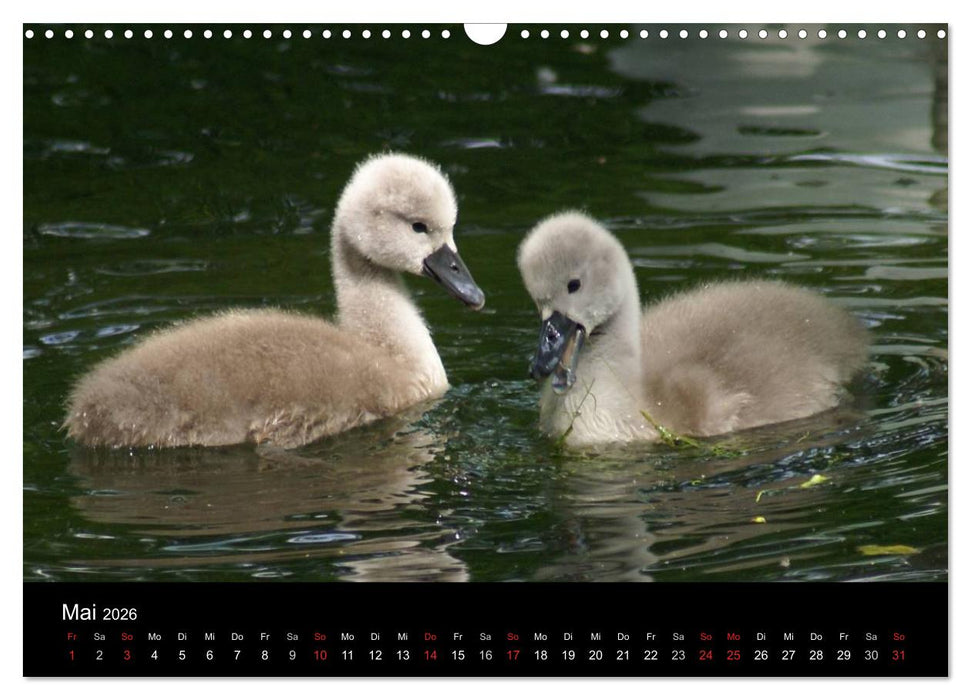 Die Kinderstube der Wasservögel (CALVENDO Wandkalender 2026)