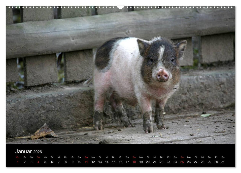 Schweinereien (CALVENDO Premium Wandkalender 2026)