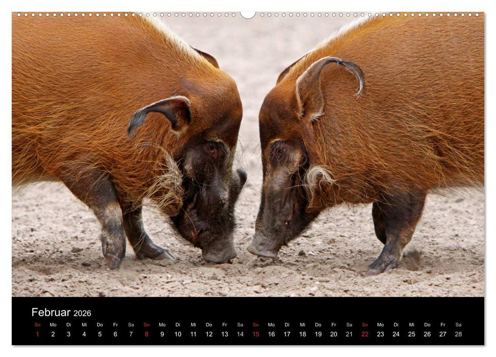 Schweinereien (CALVENDO Premium Wandkalender 2026)