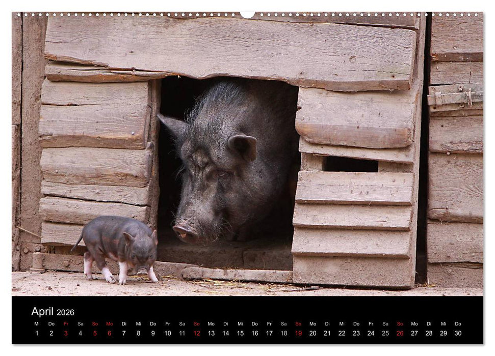 Schweinereien (CALVENDO Premium Wandkalender 2026)