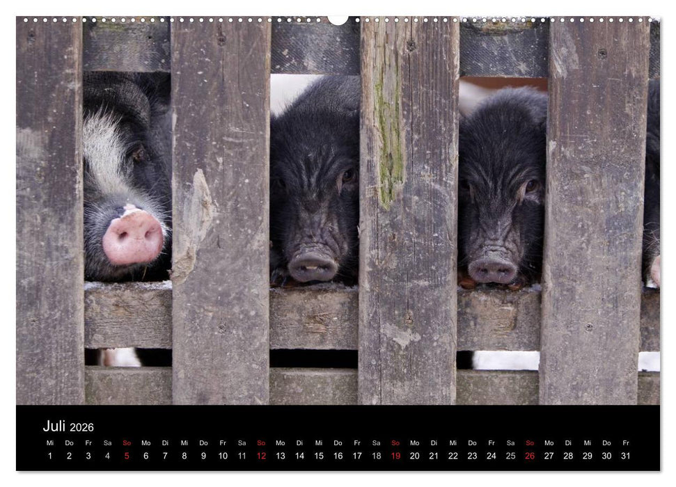 Schweinereien (CALVENDO Premium Wandkalender 2026)