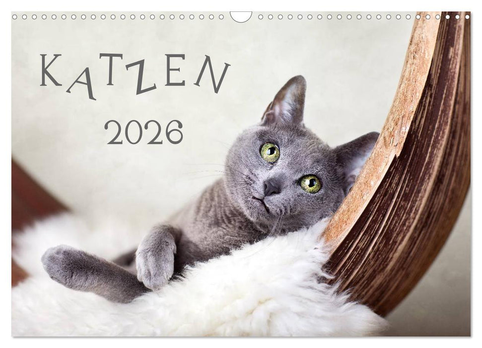 Katzen 2026 (CALVENDO Wandkalender 2026)