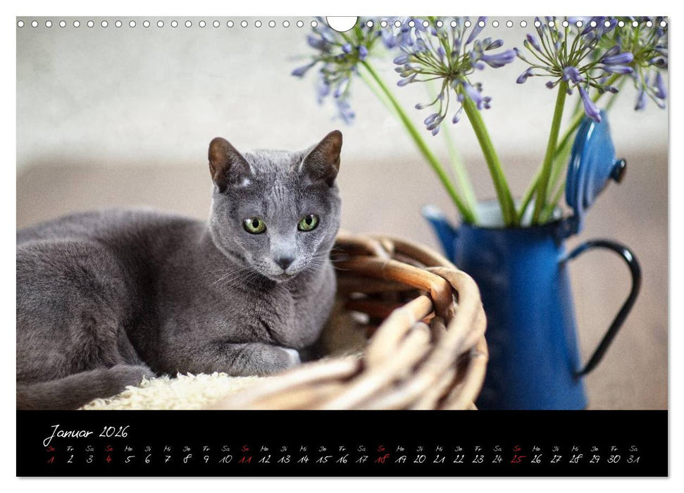 Katzen 2026 (CALVENDO Wandkalender 2026)