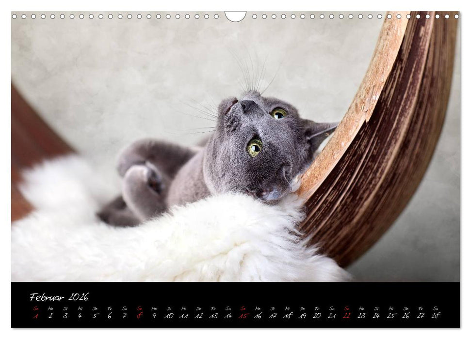 Katzen 2026 (CALVENDO Wandkalender 2026)